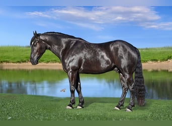 Percheron Mix, Castrone, 4 Anni, 160 cm, Morello