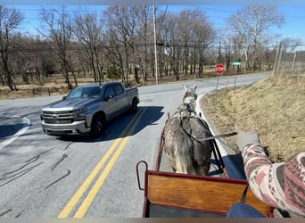 Percheron, Castrone, 4 Anni, 163 cm, Grigio