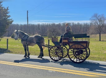 Percheron, Castrone, 4 Anni, 163 cm, Grigio