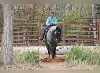 Percheron Mix, Castrone, 4 Anni, 163 cm, Roano blu