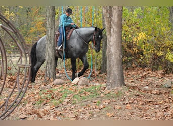 Percheron Mix, Castrone, 4 Anni, 163 cm, Roano blu