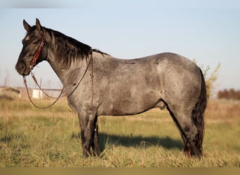 Percheron Mix, Castrone, 4 Anni, 163 cm, Roano blu