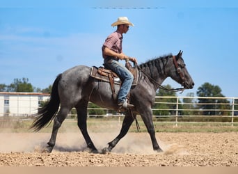 Percheron Mix, Castrone, 4 Anni, 163 cm, Roano blu