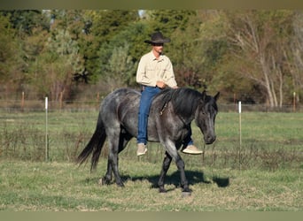 Percheron Mix, Castrone, 4 Anni, 163 cm, Roano blu