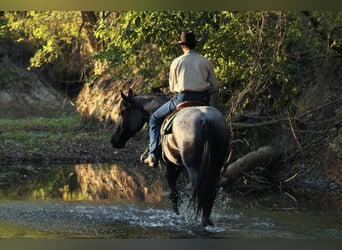 Percheron Mix, Castrone, 4 Anni, 163 cm, Roano blu