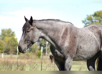 Percheron Mix, Castrone, 4 Anni, 163 cm, Roano blu
