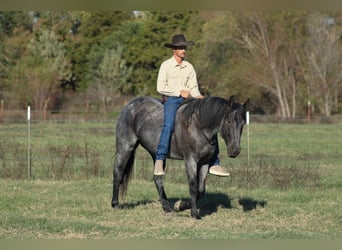 Percheron Mix, Castrone, 4 Anni, 163 cm, Roano blu