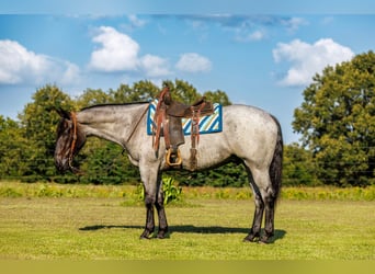 Percheron Mix, Castrone, 4 Anni, 163 cm, Roano blu