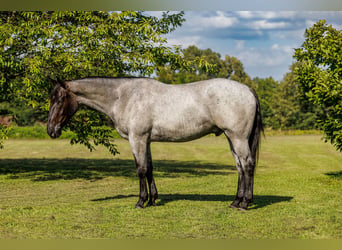 Percheron Mix, Castrone, 4 Anni, 163 cm, Roano blu