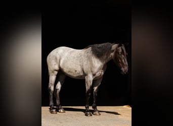 Percheron Mix, Castrone, 4 Anni, 163 cm, Roano blu