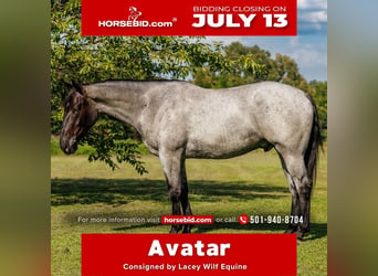 Percheron Mix, Castrone, 4 Anni, 163 cm, Roano blu