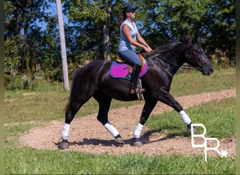 Percheron, Castrone, 4 Anni, 165 cm, Morello