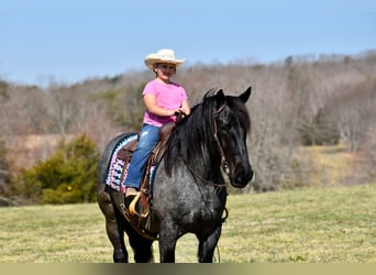 Percheron Mix, Castrone, 4 Anni, 165 cm, Roano blu
