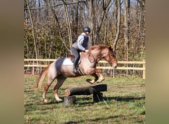 Percheron Mix, Castrone, 4 Anni, 165 cm, Roano rosso