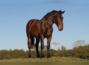 Percheron Mix, Castrone, 4 Anni, 170 cm, Baio ciliegia