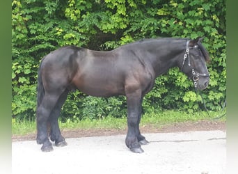 Percheron, Castrone, 4 Anni, 170 cm, Morello