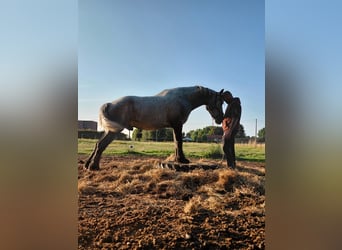 Percheron, Castrone, 4 Anni, 172 cm, Leardo