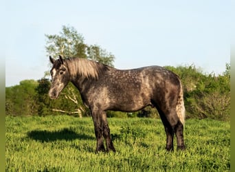 Percheron, Castrone, 4 Anni, 173 cm, Grigio