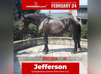 Percheron, Castrone, 4 Anni, 175 cm, Morello