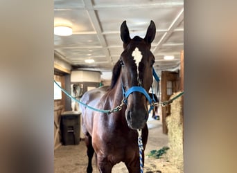 Percheron Mix, Castrone, 4 Anni, 178 cm, Morello