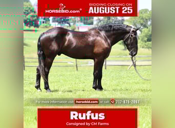 Percheron Mix, Castrone, 4 Anni, 178 cm, Morello