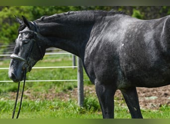 Percheron Mix, Castrone, 4 Anni, Grigio
