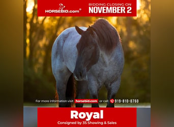 Percheron Mix, Castrone, 4 Anni, Roano blu