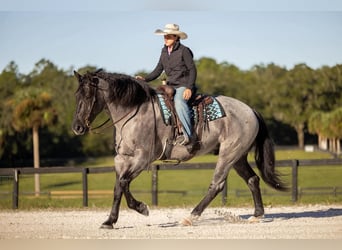 Percheron Mix, Castrone, 4 Anni, Roano blu