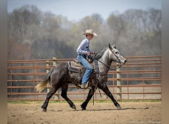 Percheron, Castrone, 5 Anni, 142 cm, Grigio