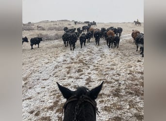 Percheron Mix, Castrone, 5 Anni, 152 cm, Baio ciliegia