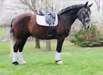 Percheron Mix, Castrone, 5 Anni, 157 cm, Grigio
