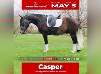 Percheron Mix, Castrone, 5 Anni, 157 cm, Grigio