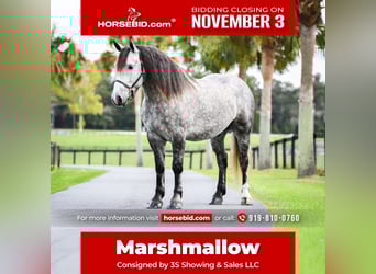 Percheron Mix, Castrone, 5 Anni, 160 cm, Grigio