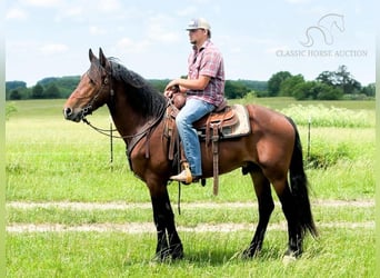 Percheron, Castrone, 5 Anni, 163 cm, Baio ciliegia