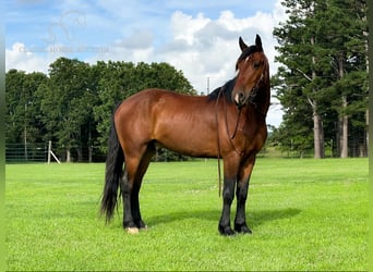 Percheron, Castrone, 5 Anni, 163 cm, Baio ciliegia