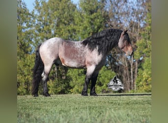 Percheron, Castrone, 5 Anni, 163 cm, Baio roano