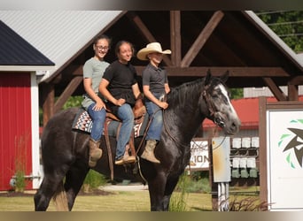 Percheron Mix, Castrone, 5 Anni, 163 cm, Grigio