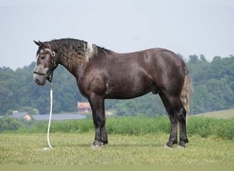 Percheron Mix, Castrone, 5 Anni, 163 cm, Grigio