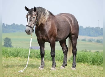 Percheron Mix, Castrone, 5 Anni, 163 cm, Grigio