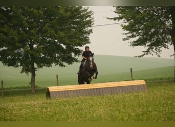 Percheron Mix, Castrone, 5 Anni, 163 cm, Grigio