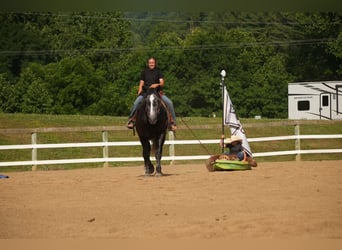 Percheron Mix, Castrone, 5 Anni, 163 cm, Grigio