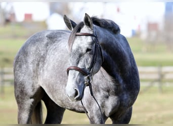 Percheron Mix, Castrone, 5 Anni, 163 cm, Grigio