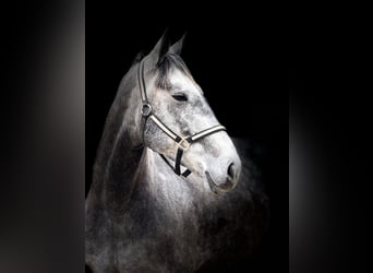 Percheron Mix, Castrone, 5 Anni, 163 cm, Grigio
