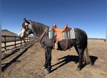 Percheron Mix, Castrone, 5 Anni, 163 cm, Grigio