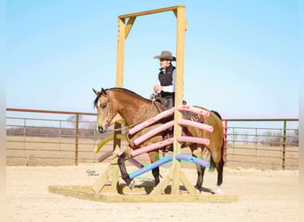 Percheron Mix, Castrone, 5 Anni, 163 cm, Pelle di daino