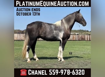 Percheron, Castrone, 5 Anni, 163 cm, Tobiano-tutti i colori