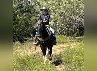 Percheron, Castrone, 5 Anni, 163 cm, Tobiano-tutti i colori