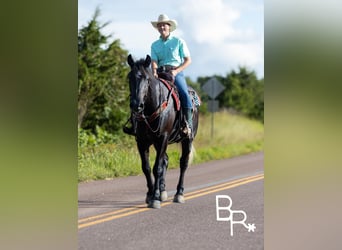 Percheron, Castrone, 5 Anni, 165 cm, Morello