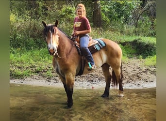 Percheron Mix, Castrone, 5 Anni, 168 cm, Baio ciliegia