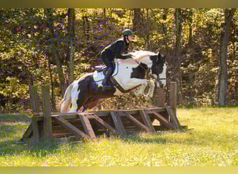 Percheron Mix, Castrone, 5 Anni, 168 cm, Pezzato